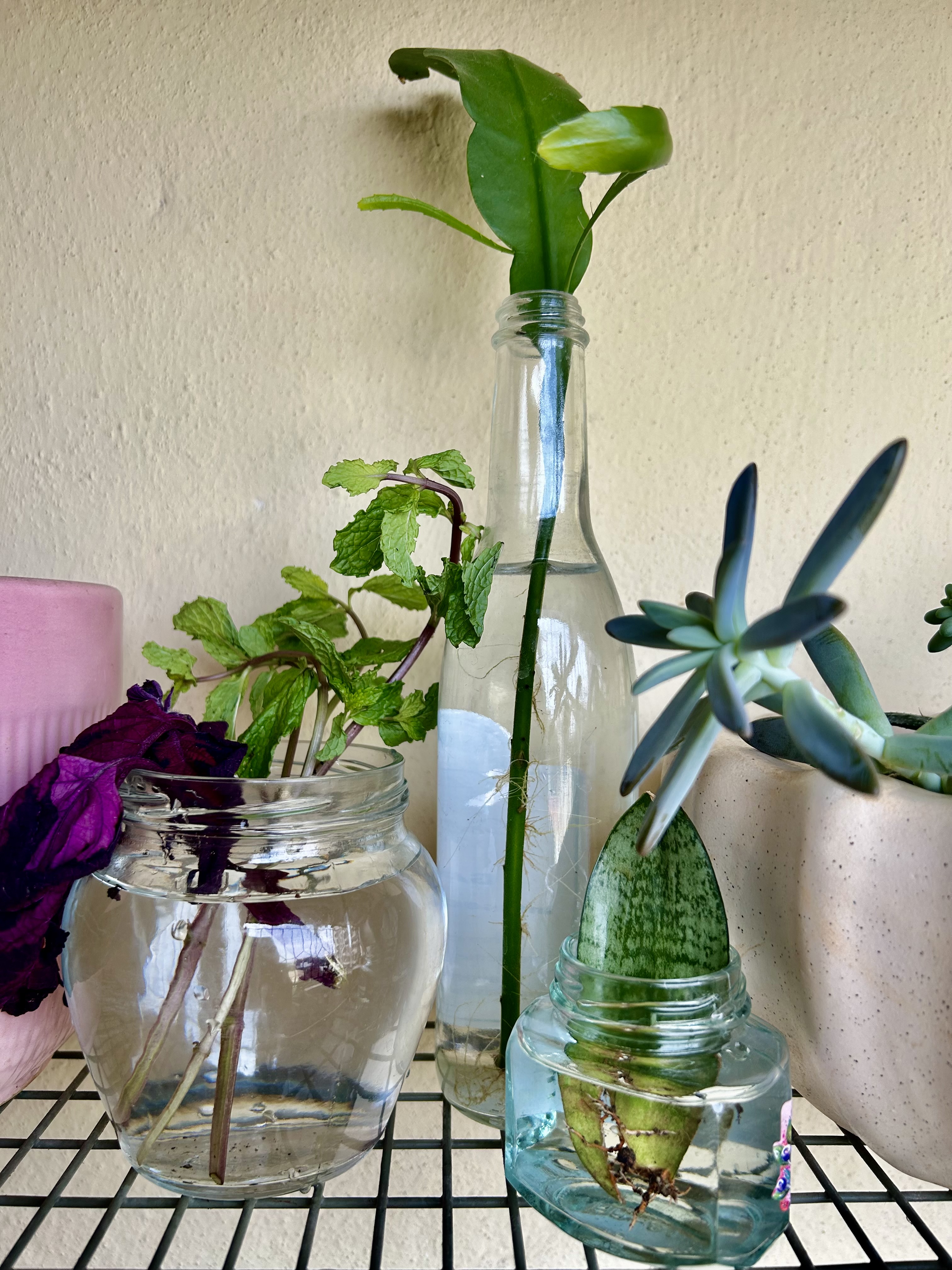 Propagation